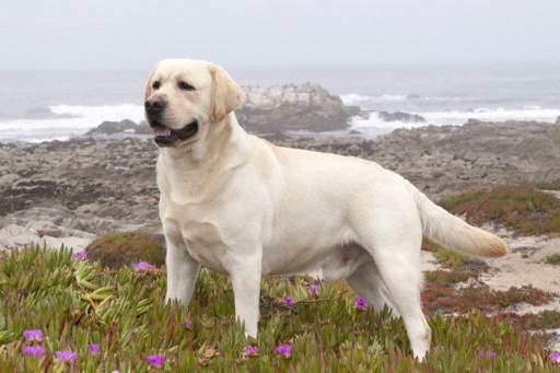 Labrador-Retriever