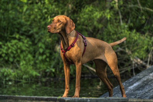 Vizsla