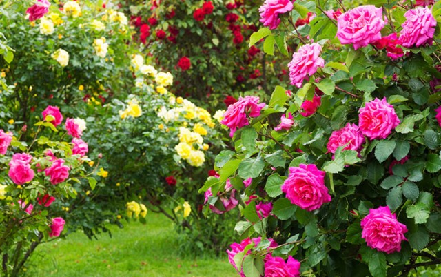 roze
