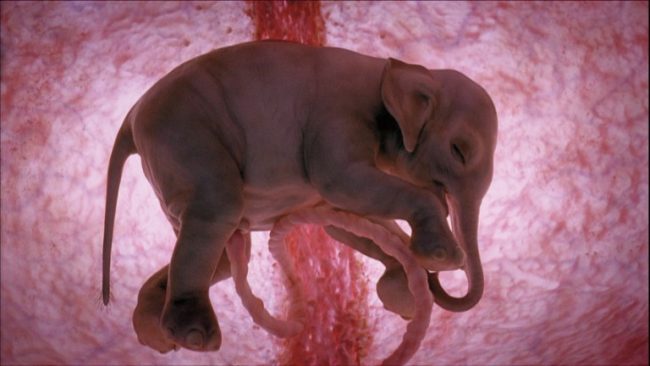 elefant