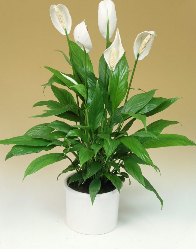 Spathiphyllum wallisii